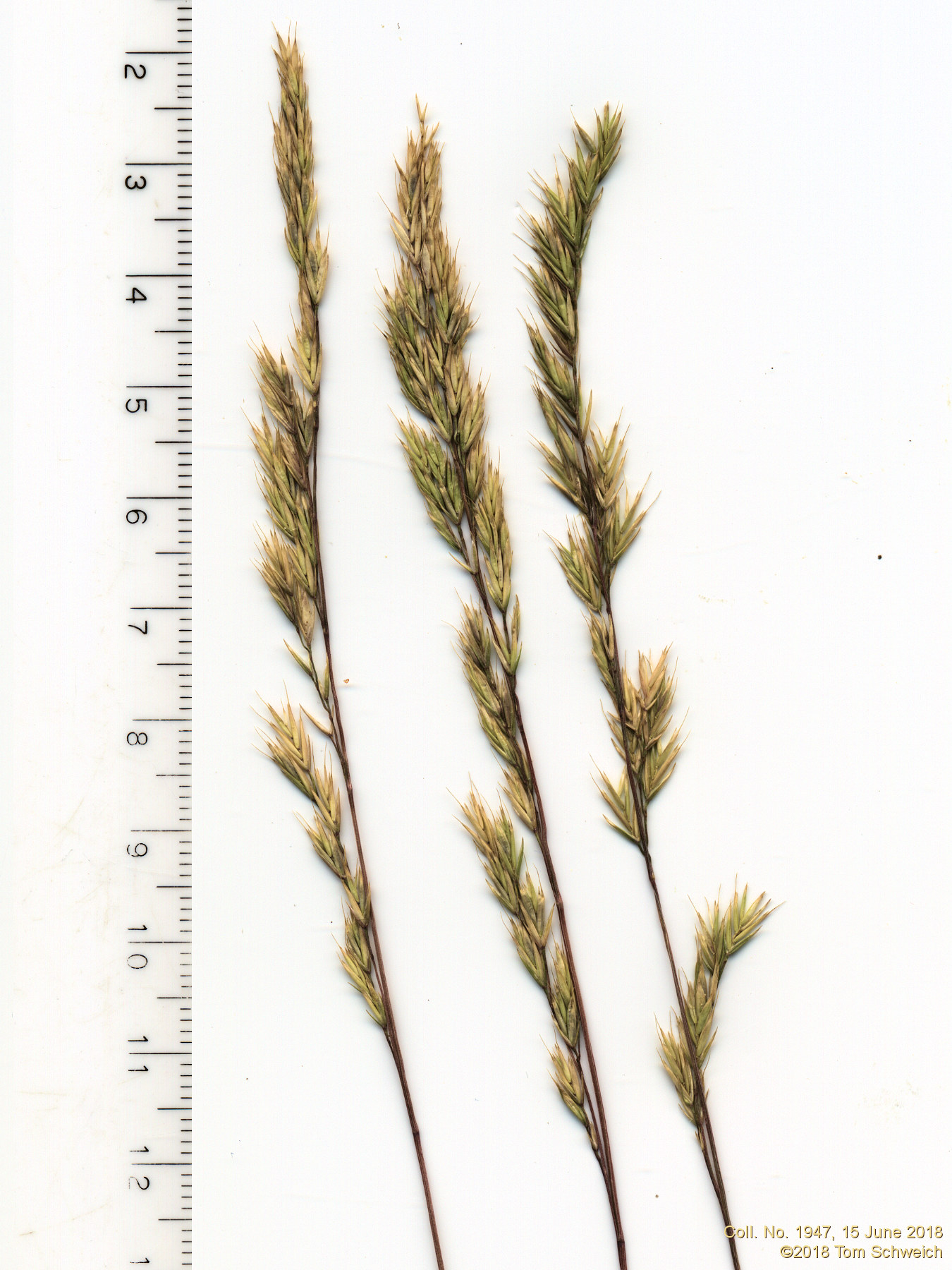 Poaceae Festuca idahoensis