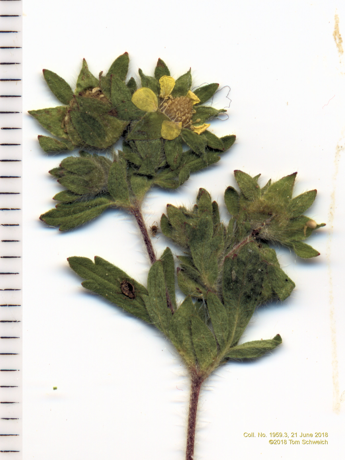 Rosaceae Potentilla rivalis