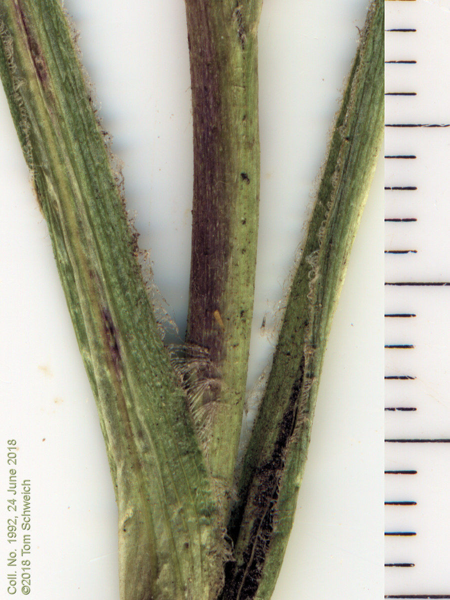 Asteraceae Solidago multiradiata