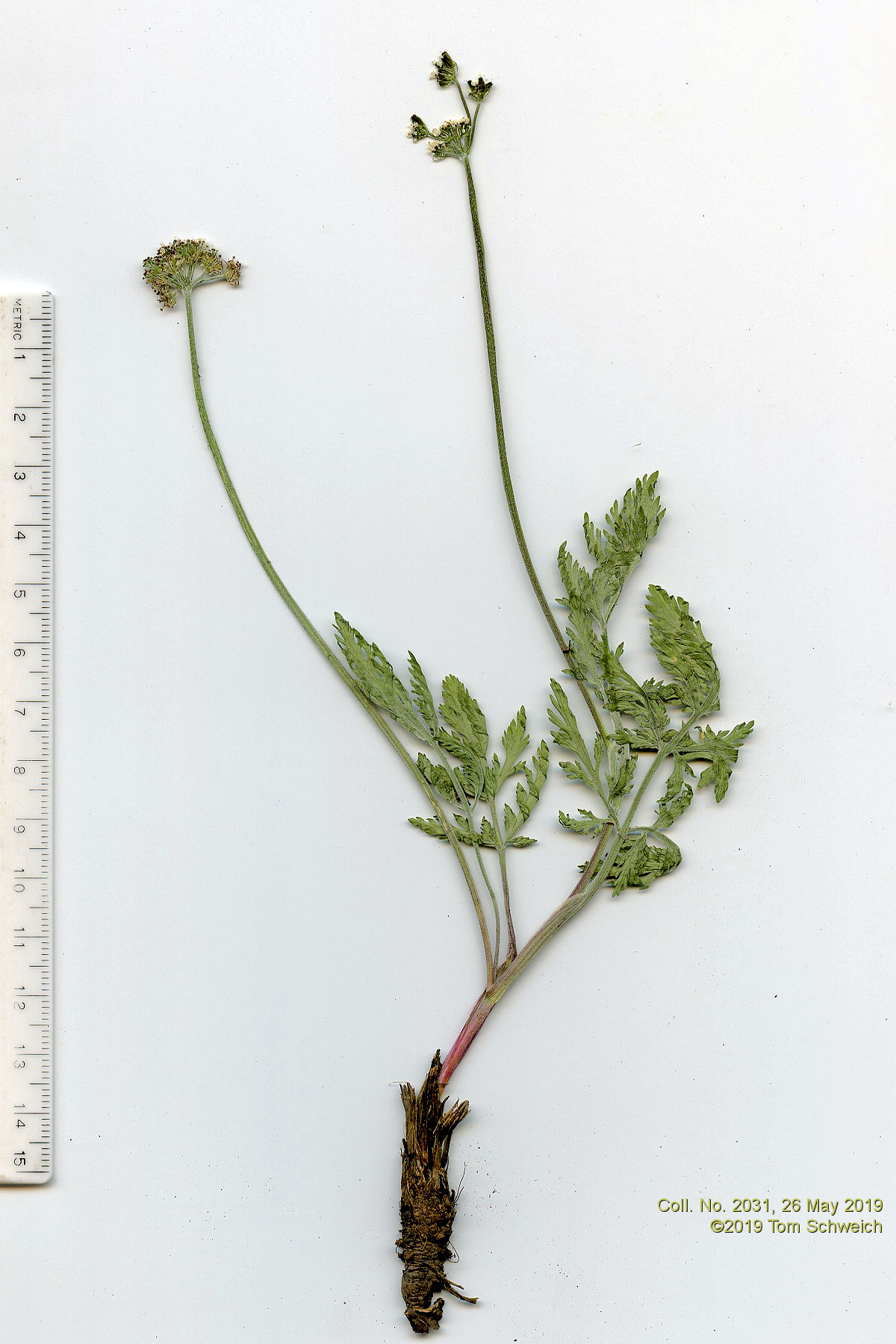 Apiaceae Lomatium orientale