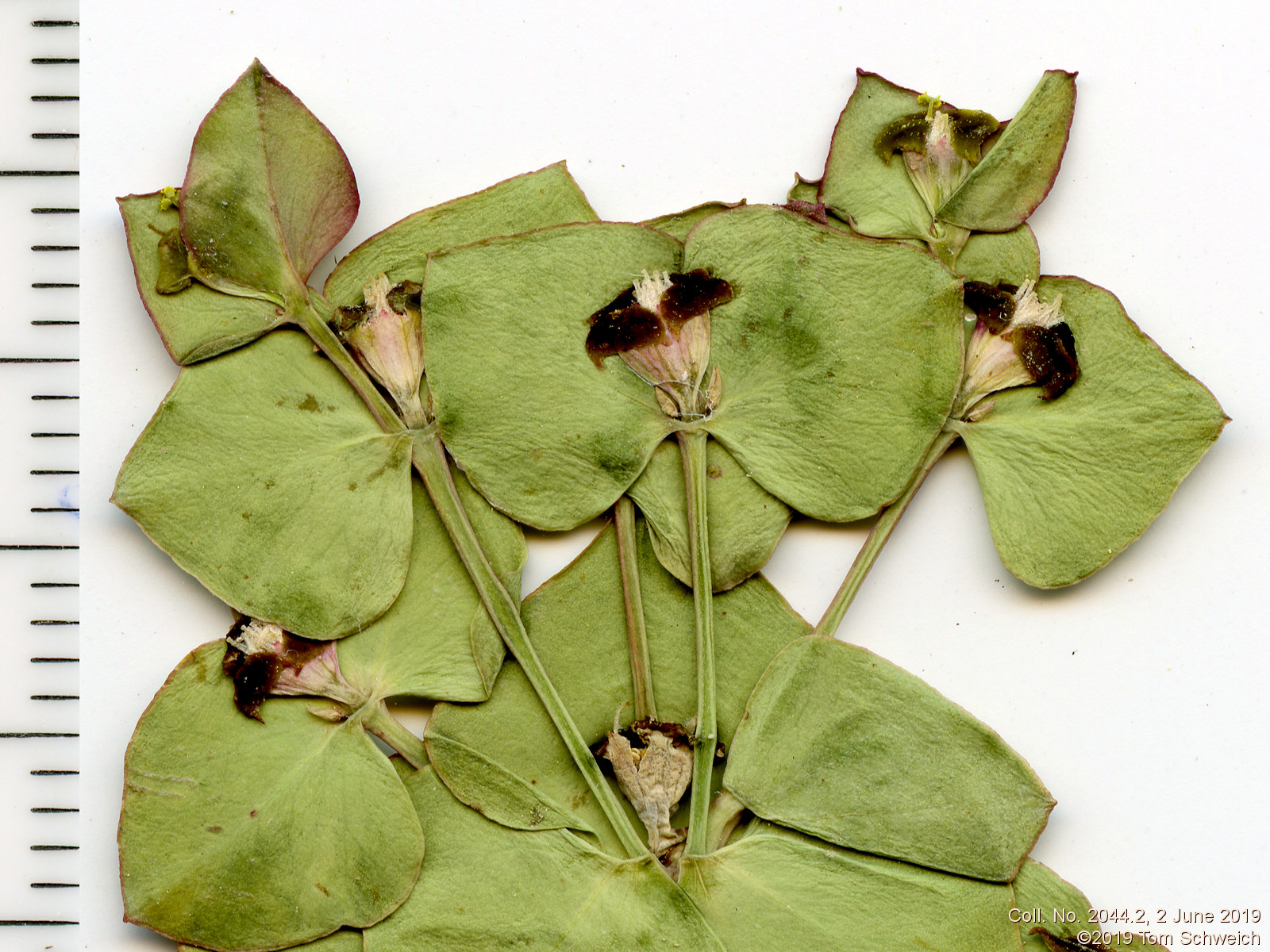 Euphorbiaceae Euphorbia brachycera