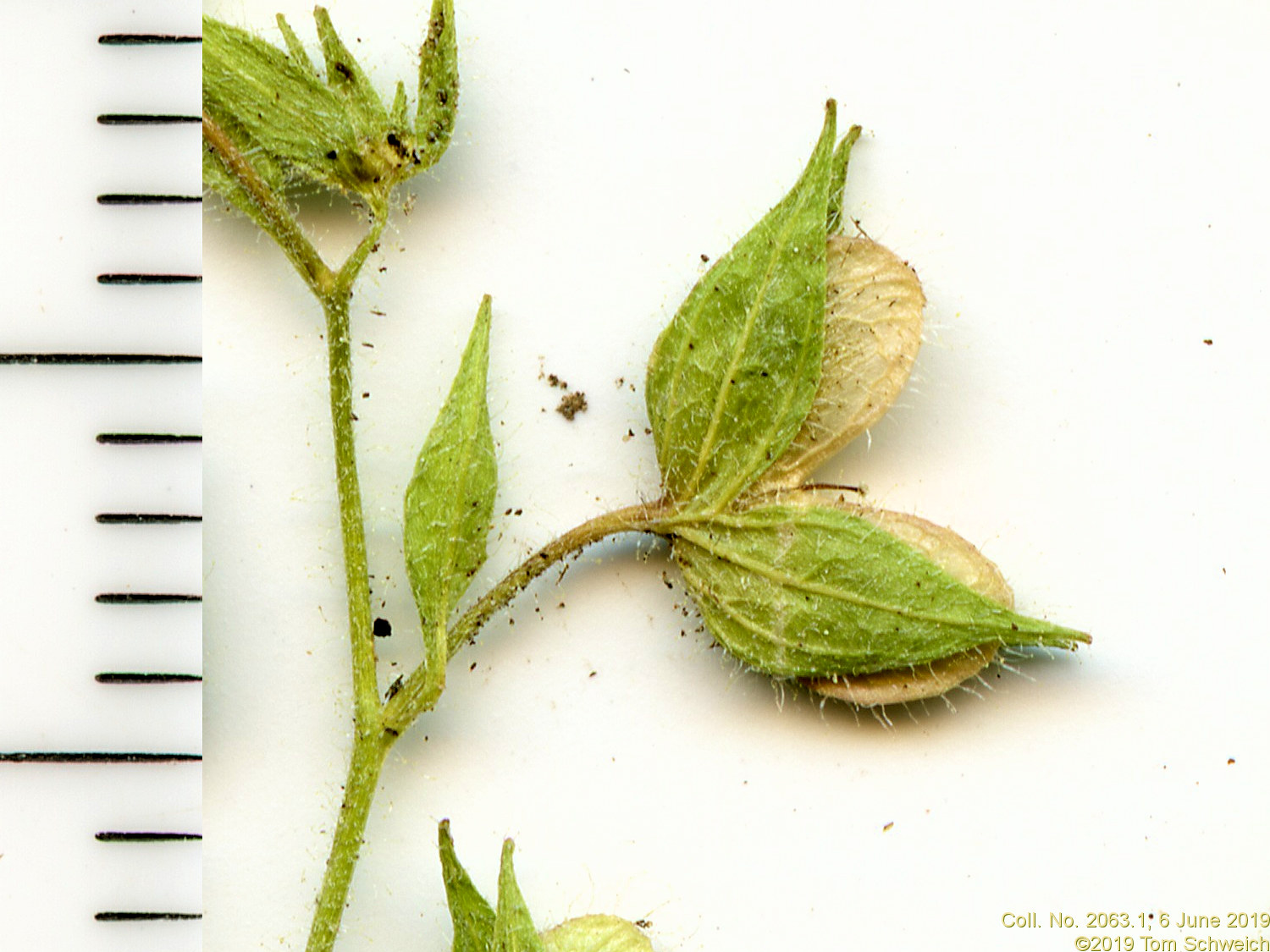 Plantaginaceae Veronica biloba