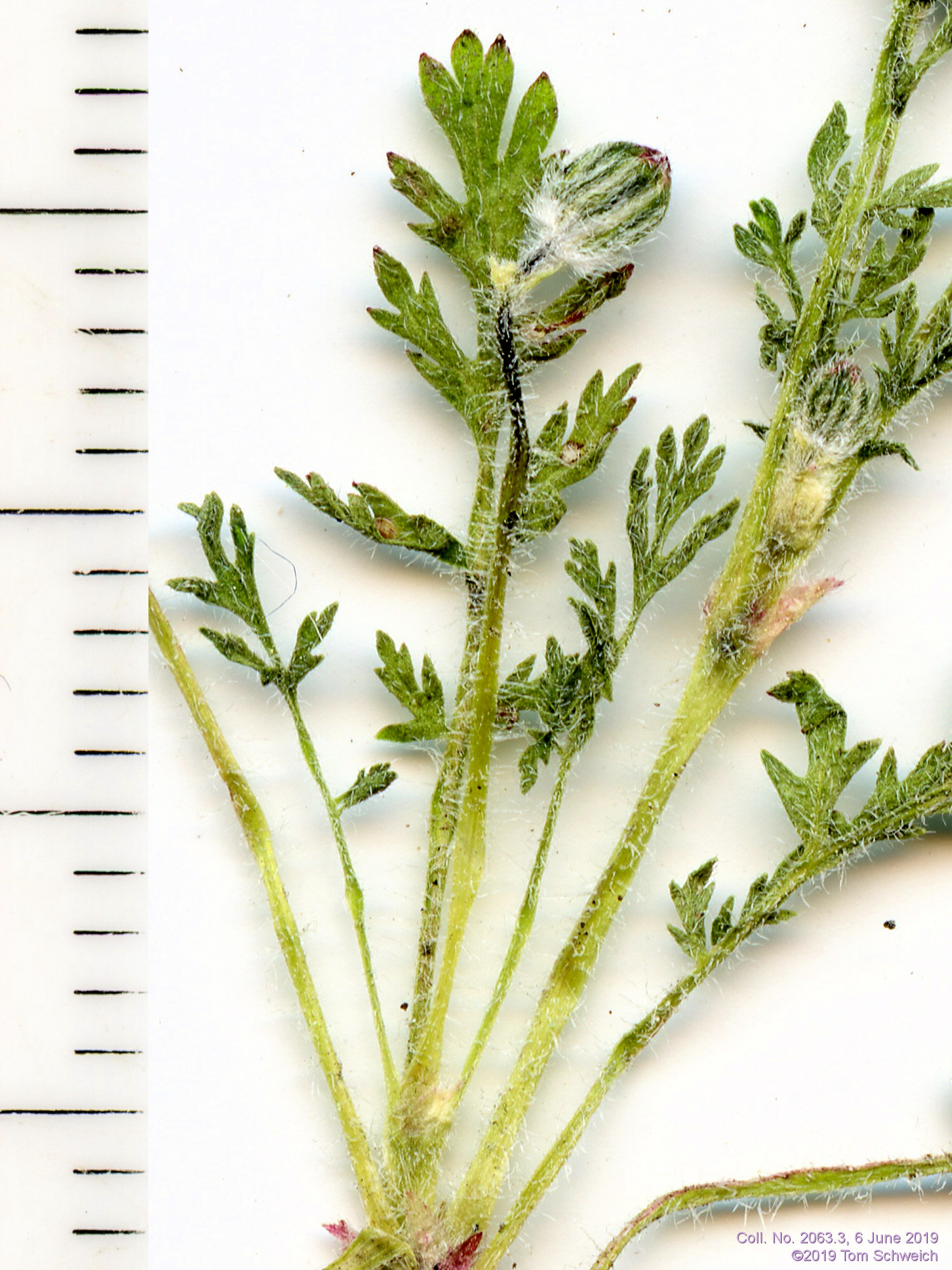 Geraniaceae Erodium cicutarium