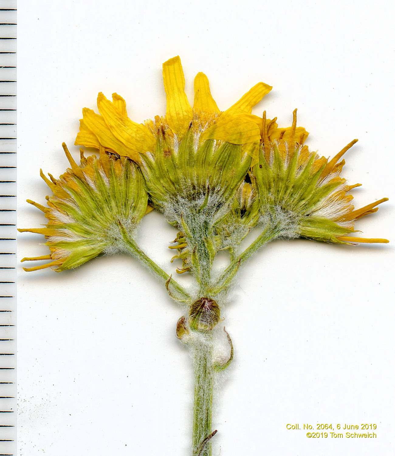 Asteraceae Packera plattensis