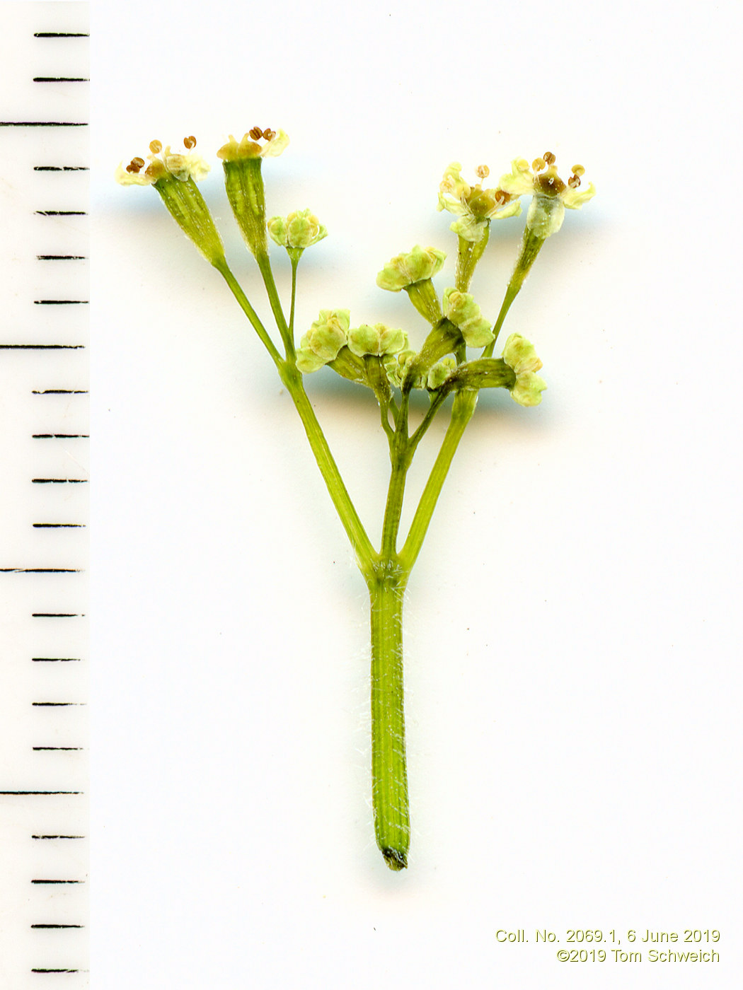 Apiaceae Osmorhiza depauperata