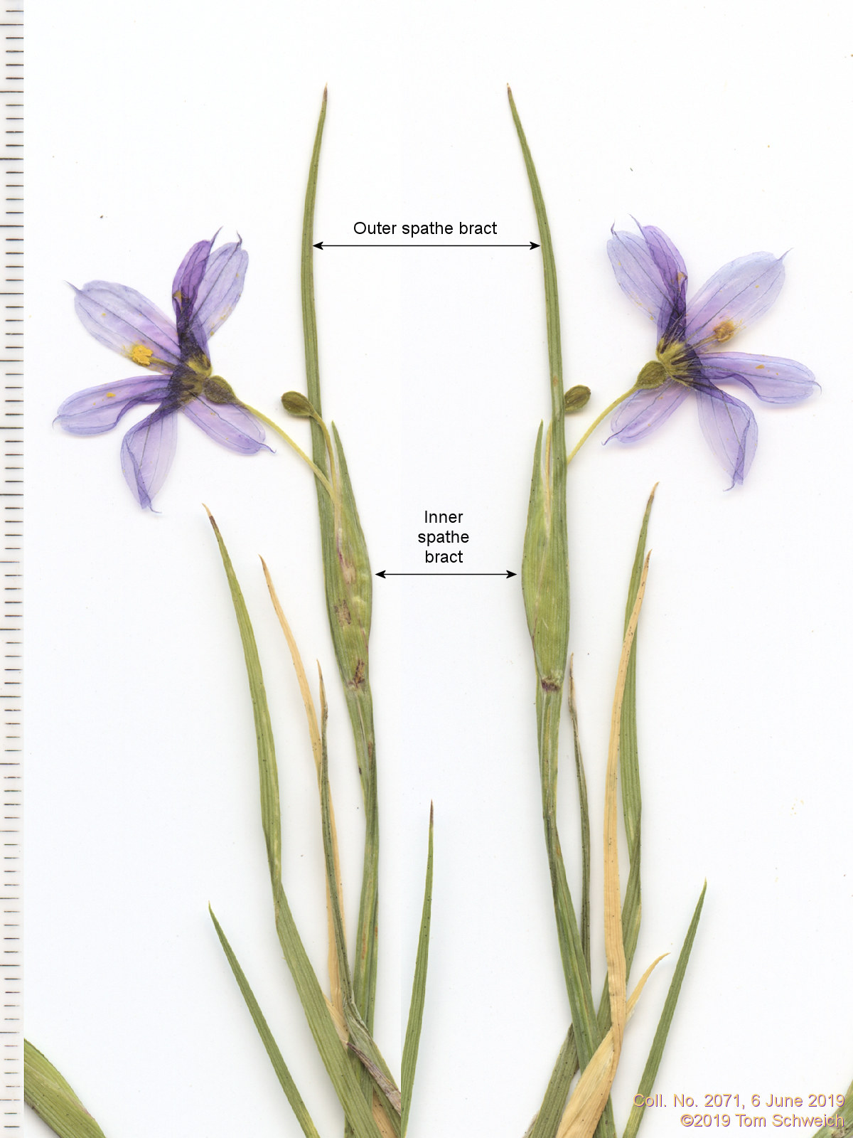 Iridaceae Sisyrinchium montanum