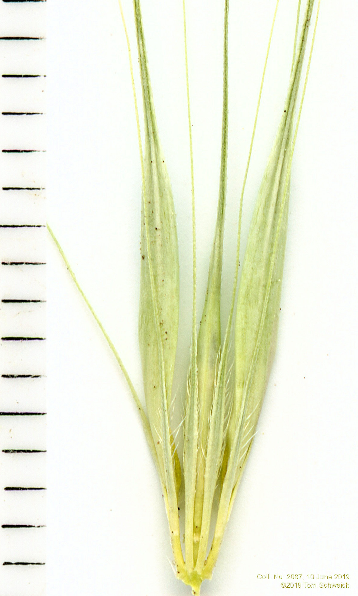 Poaceae Hordeum murinum