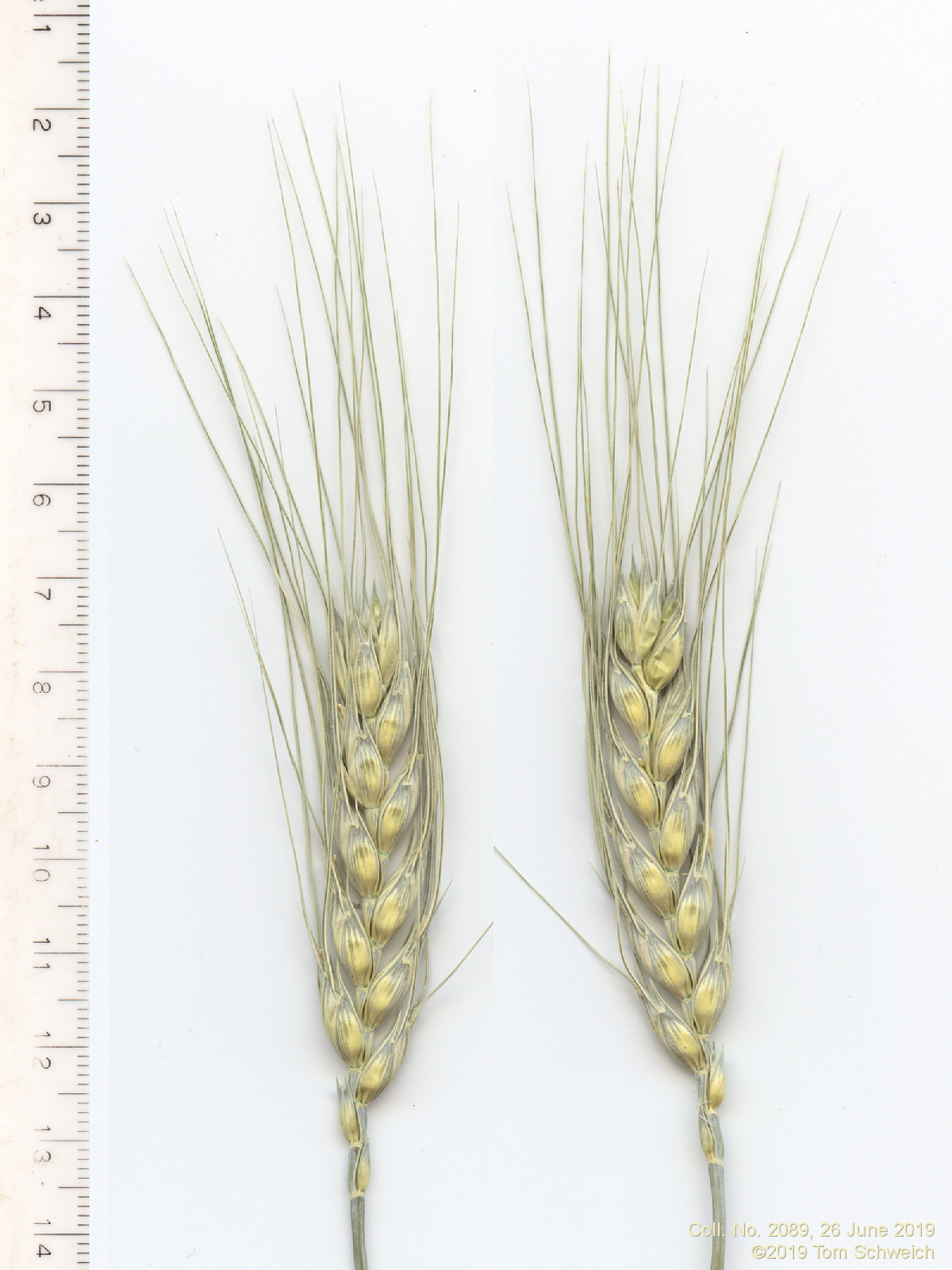 Poaceae Triticum aestivum