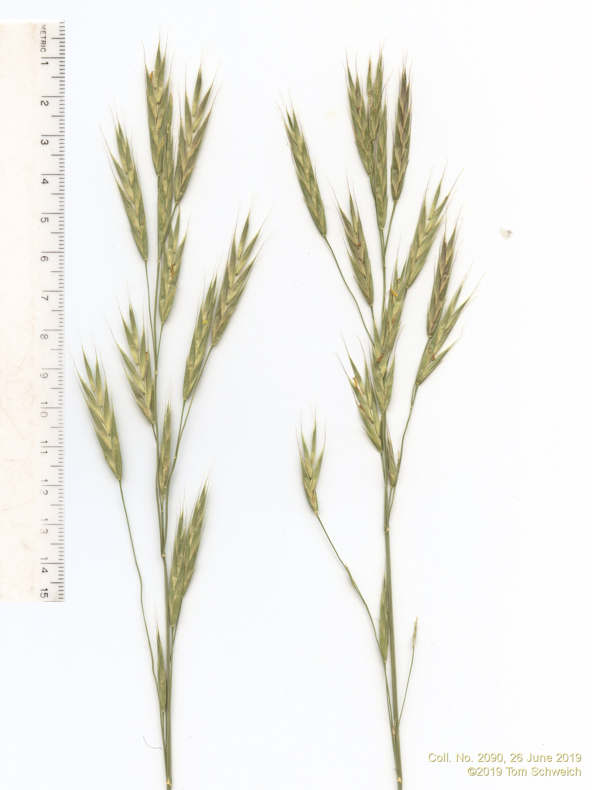 Poaceae Bromus carinatus