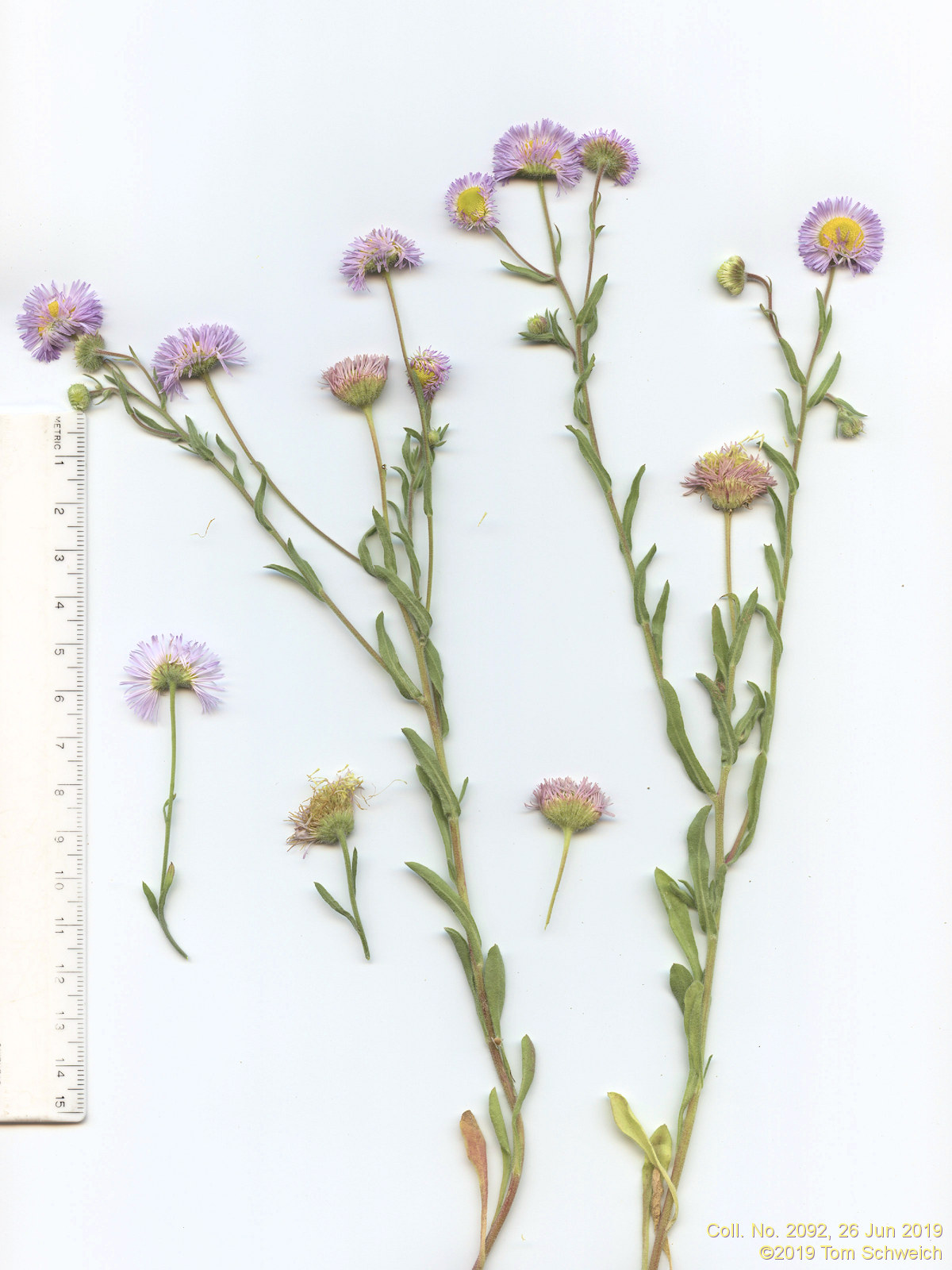 Asteraceae Erigeron divergens