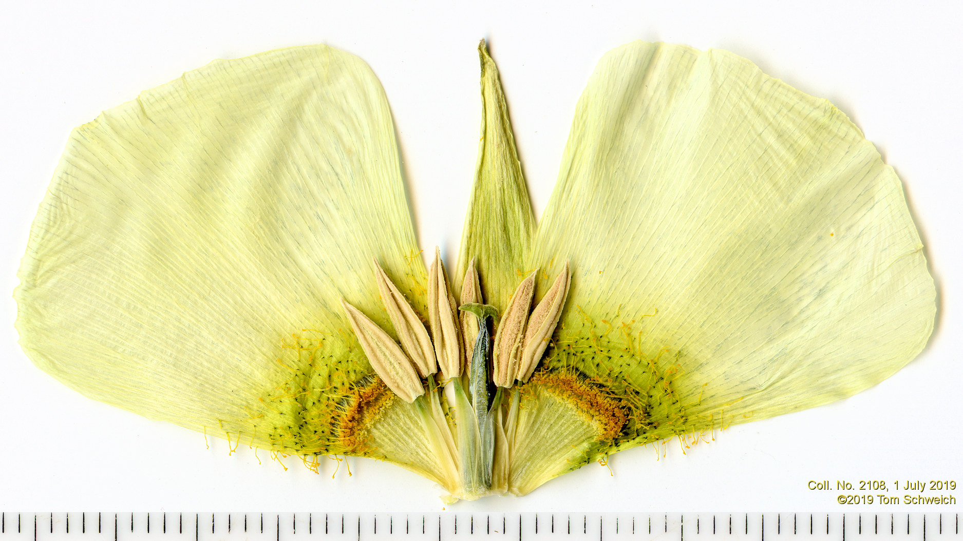 Liliaceae Calochortus gunnisonii