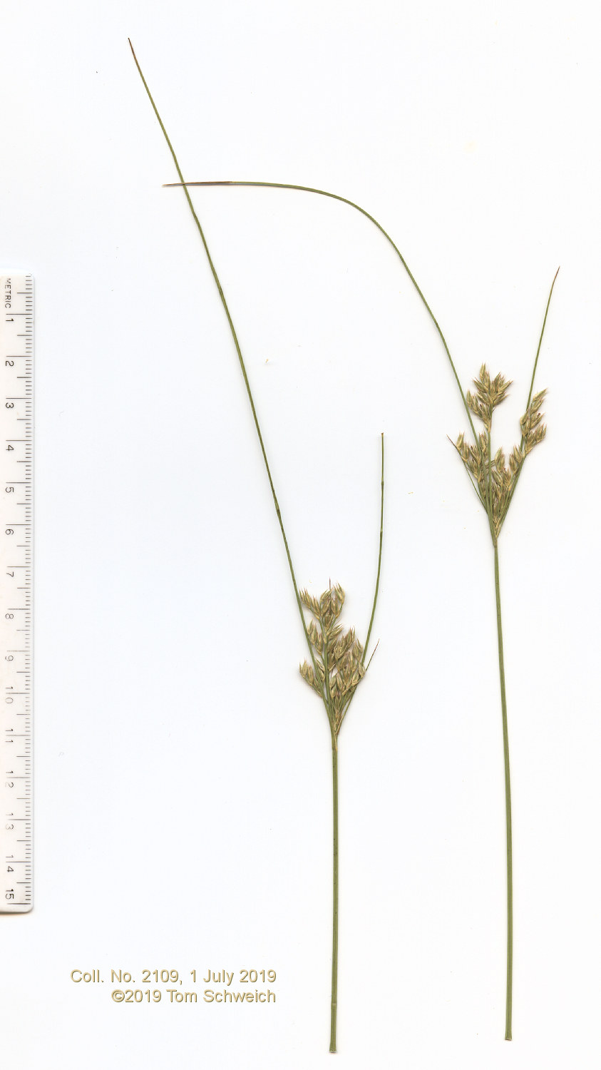 Juncaceae Juncus interior