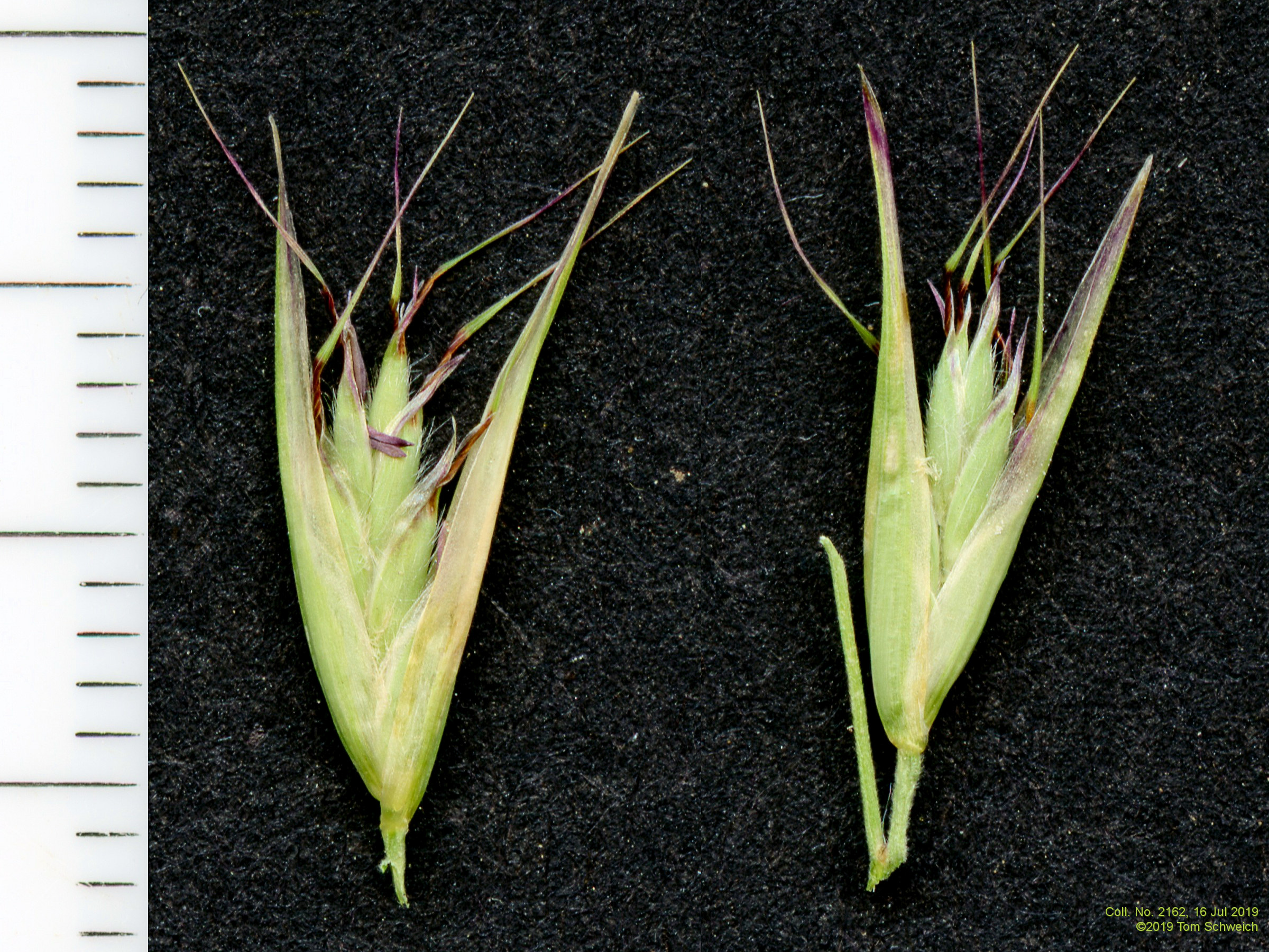 Poaceae Distichlis spicata