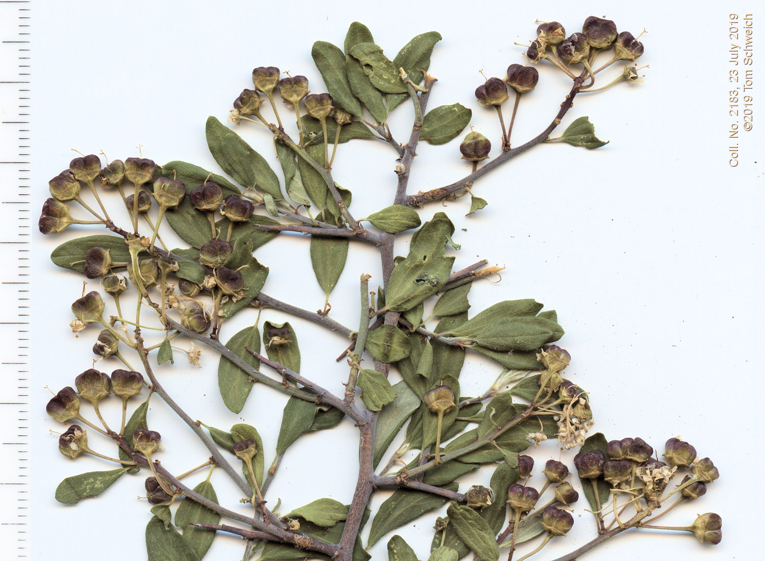 Rhamnaceae Ceanothus fendleri