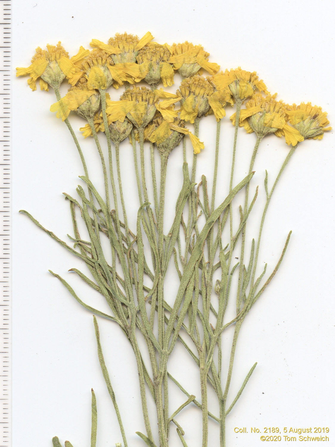 Asteraceae Hymenoxys richardsonii floribunda
