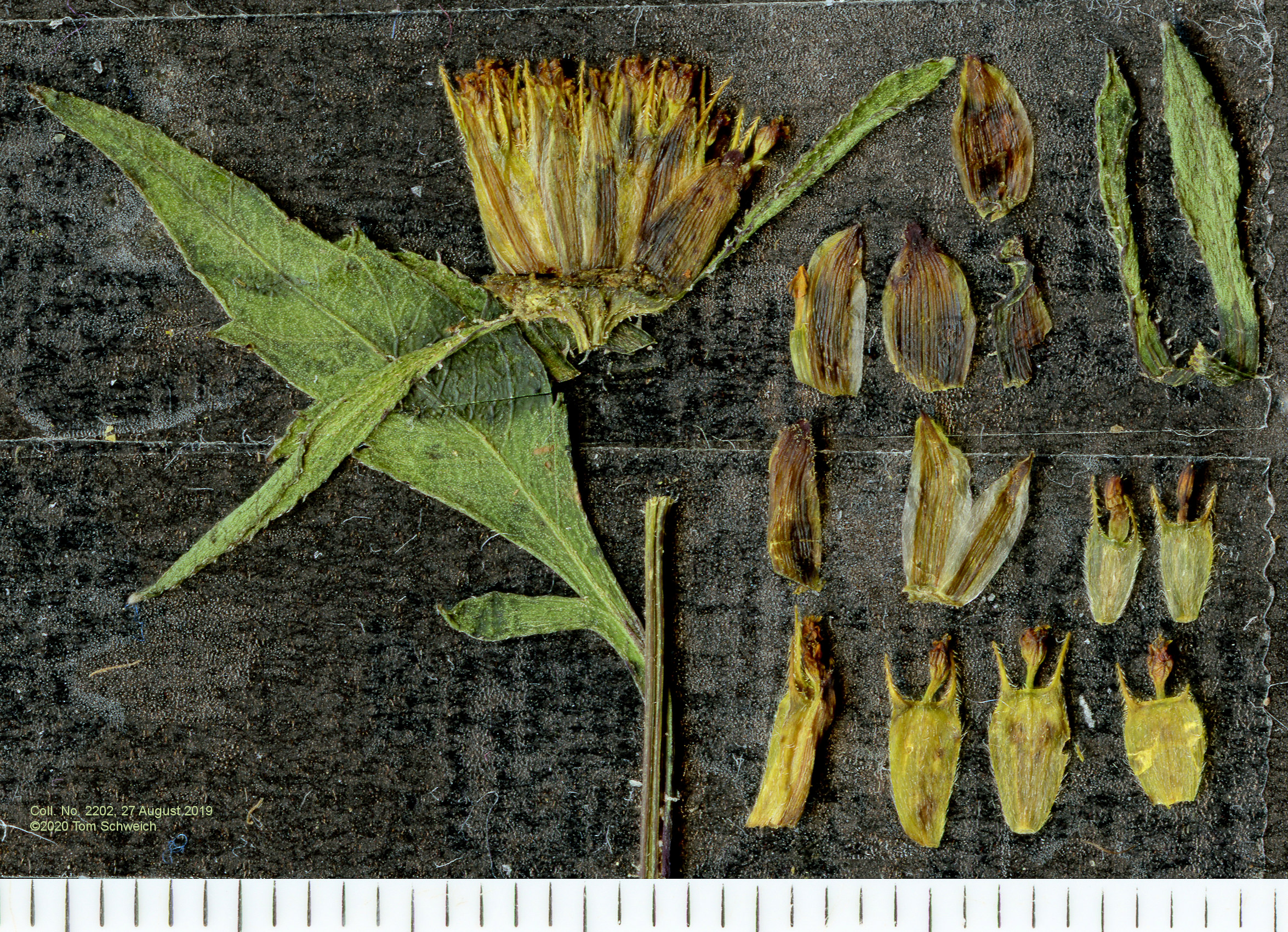 Asteraceae Bidens frondosa