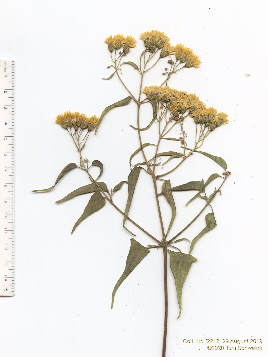 Asteraceae Pericome caudata