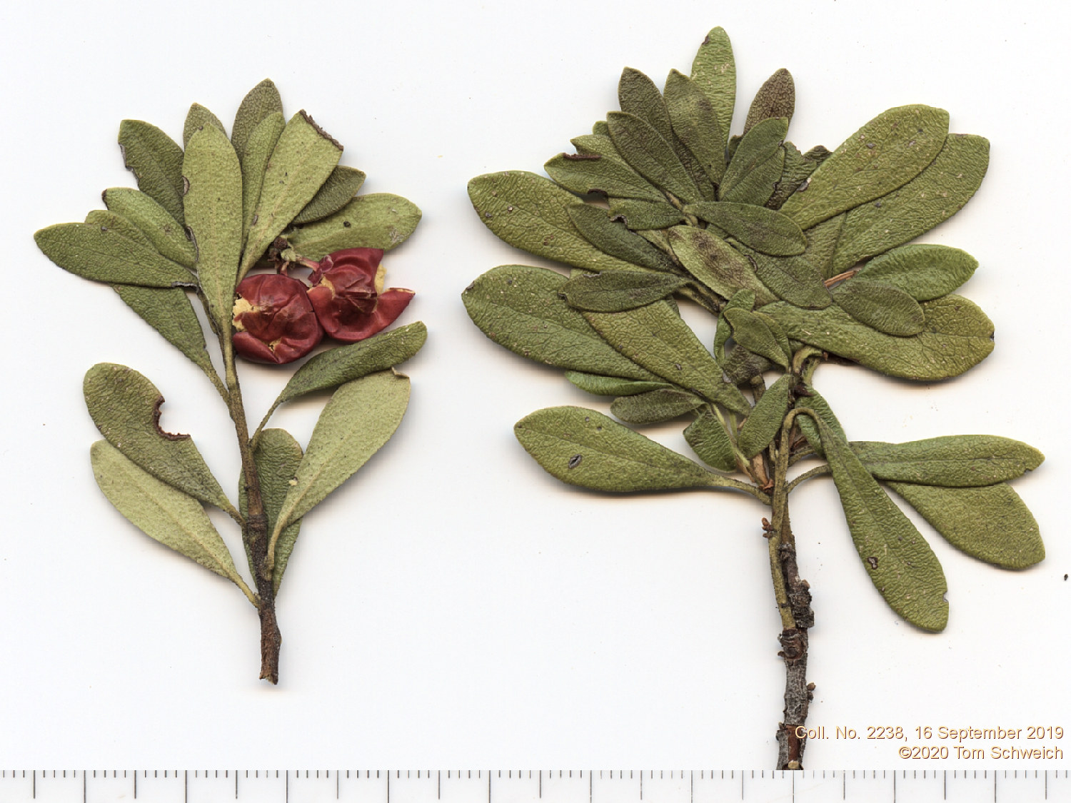 Ericaceae Arctostaphylos uva-ursi