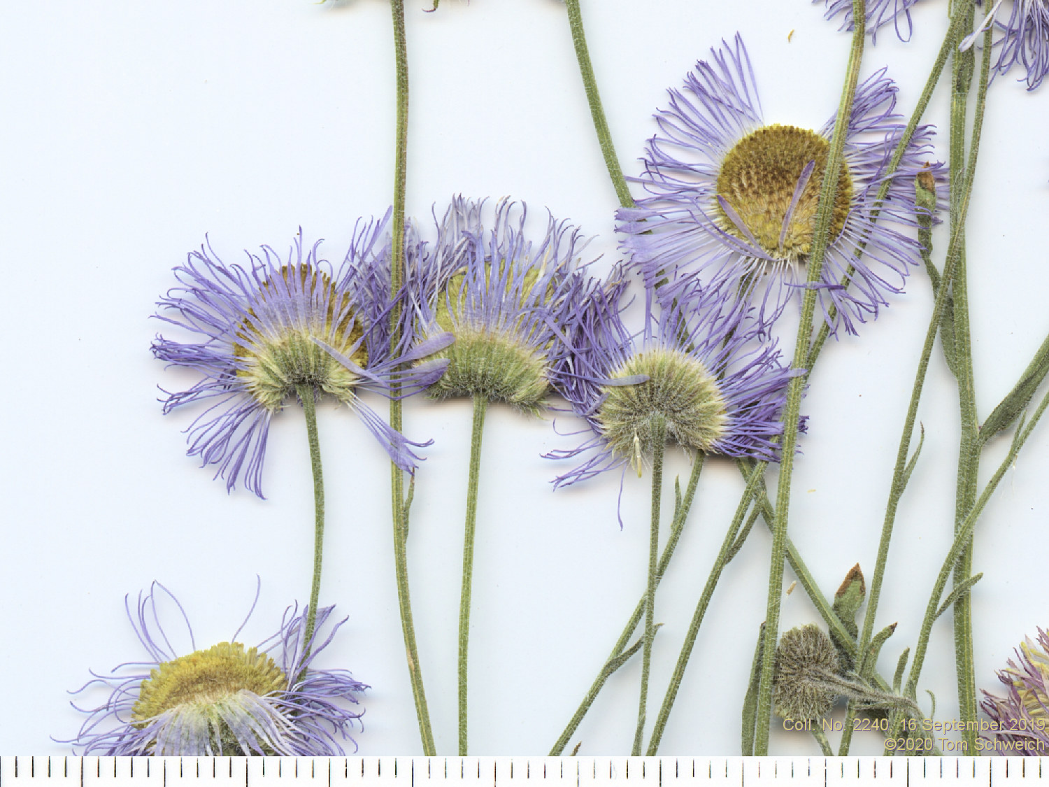 Asteraceae Erigeron subtrinervis