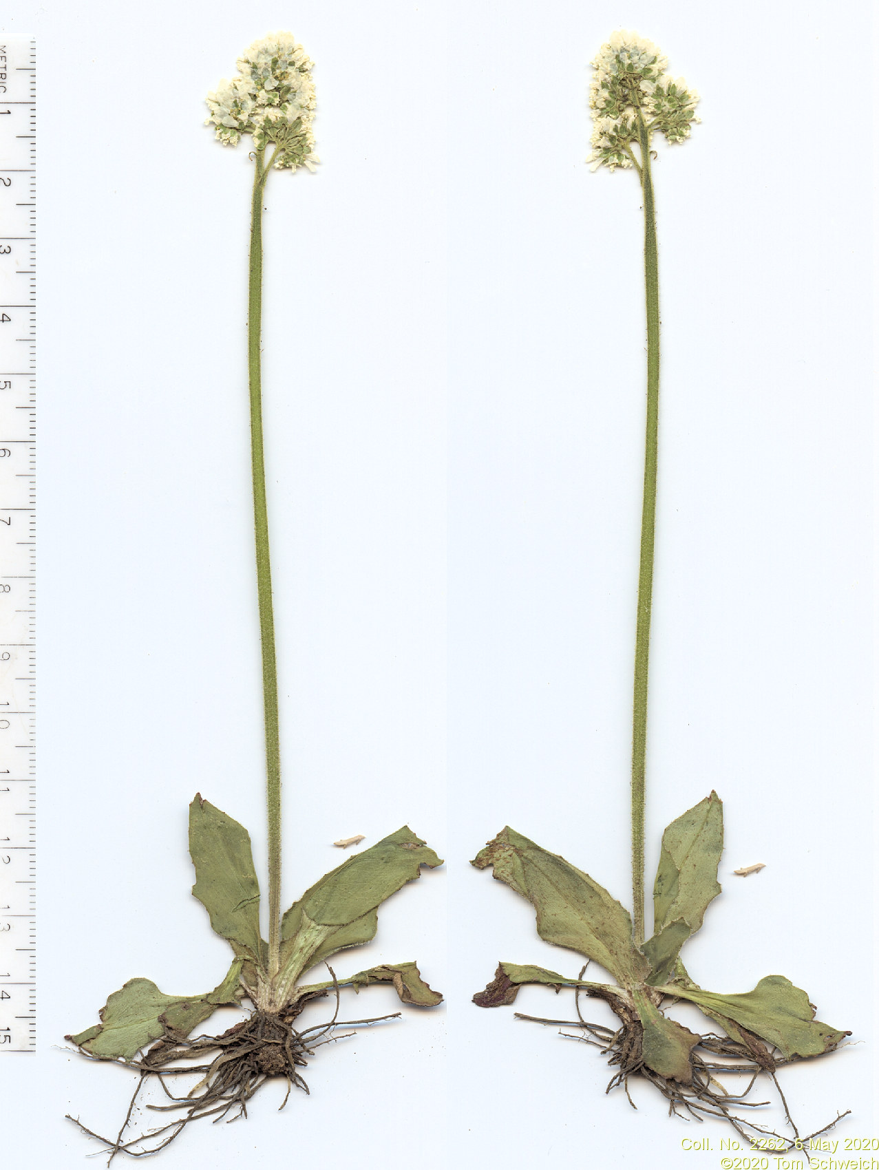 Coll. No. 2262, <i>Micranthes rhomboidea</i>