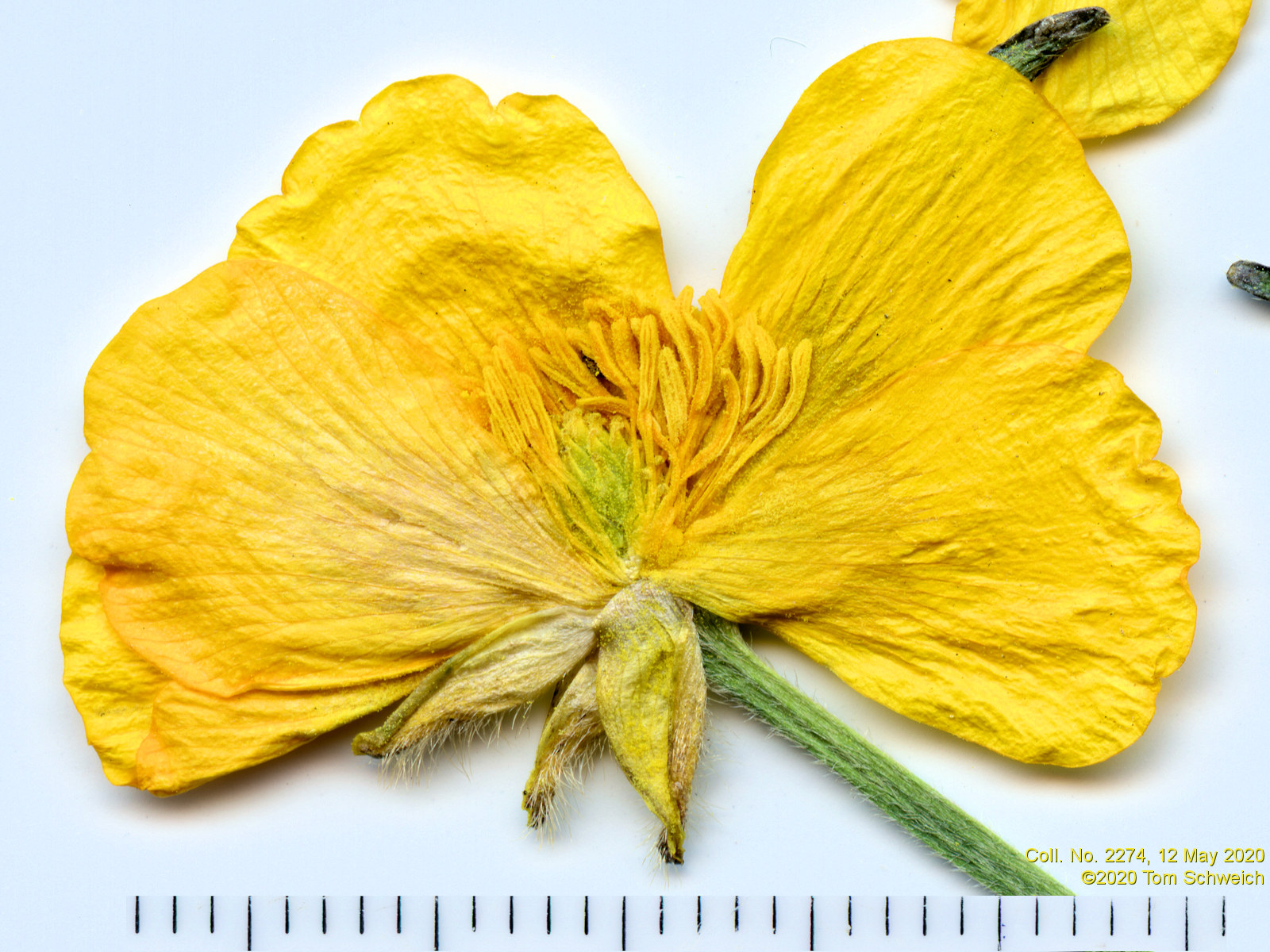 Ranunculaceae Ranunculus acris