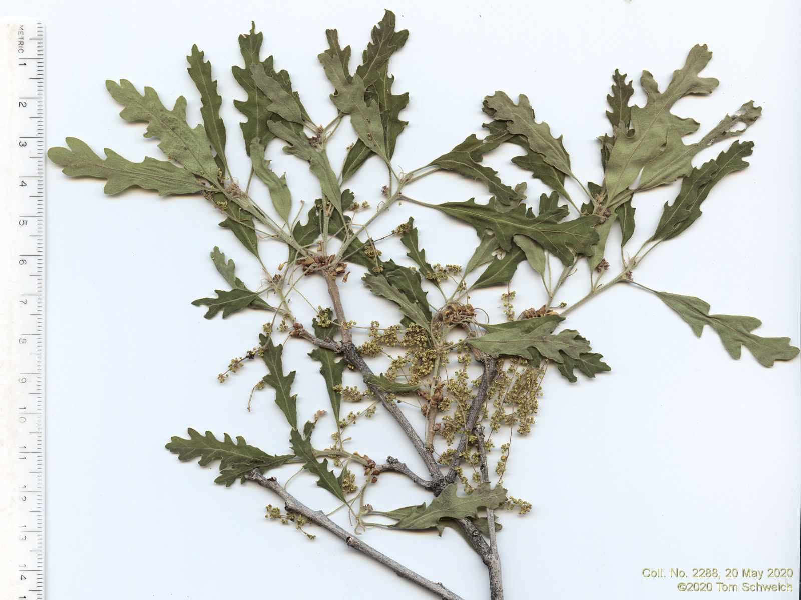 Fagaceae Quercus gambelii