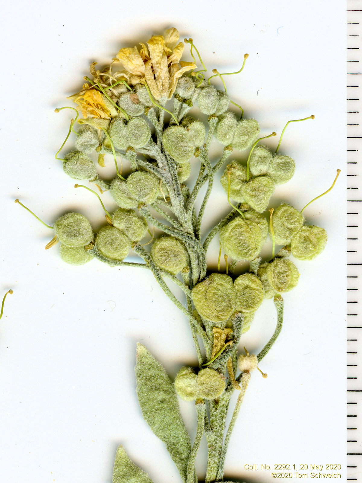 Brassicaceae Physaria X1