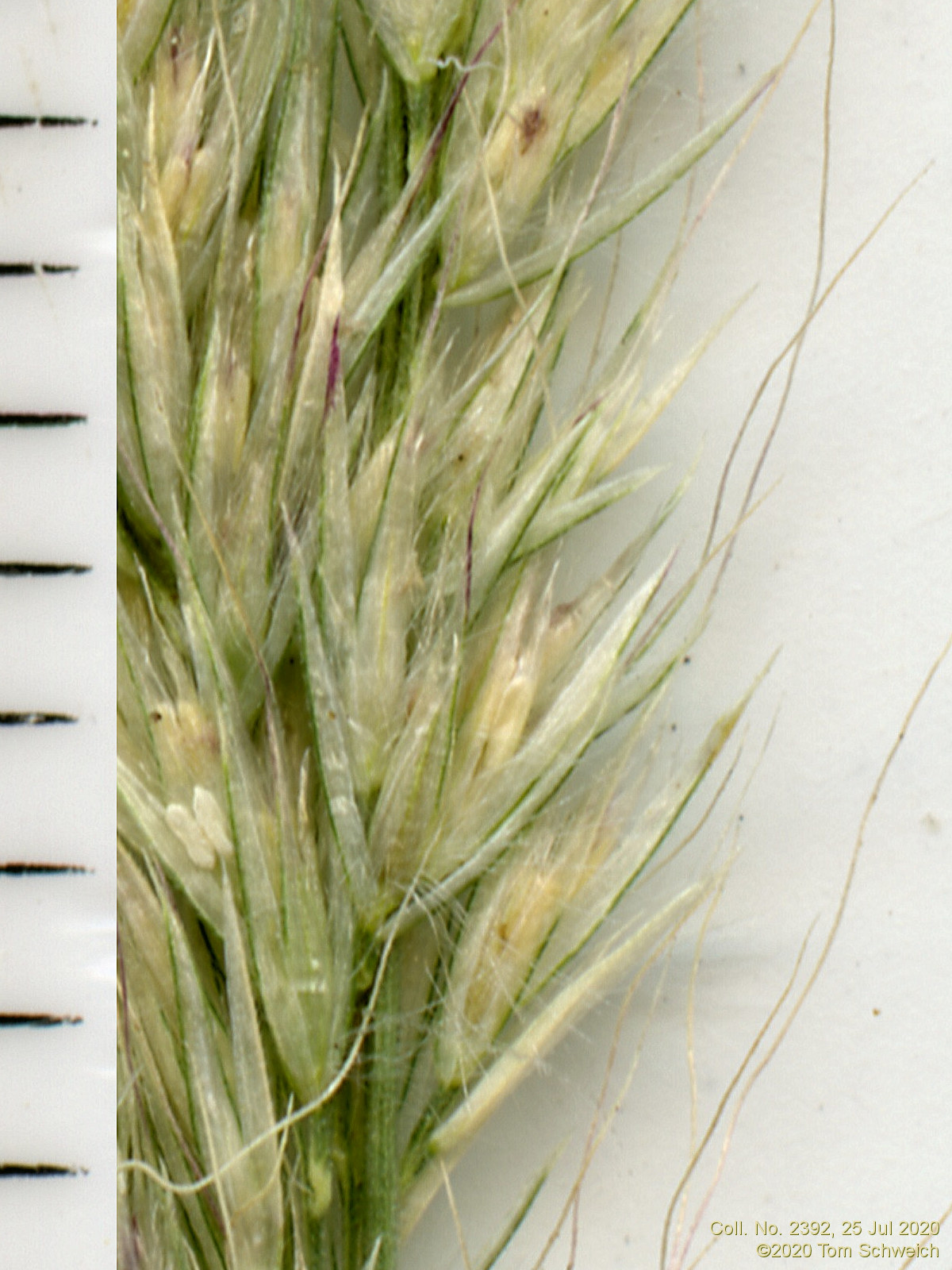 Poaceae Muhlenbergia andina