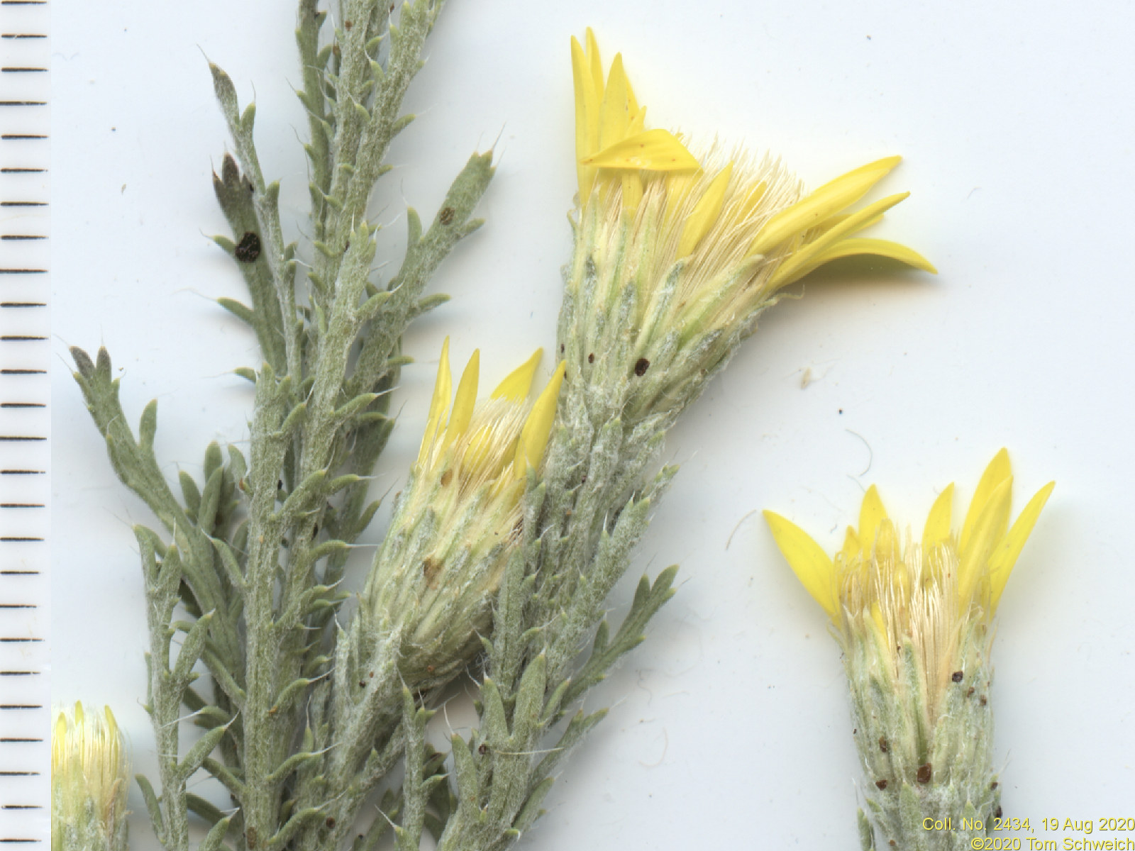 Asteraceae Xanthisma spinulosum