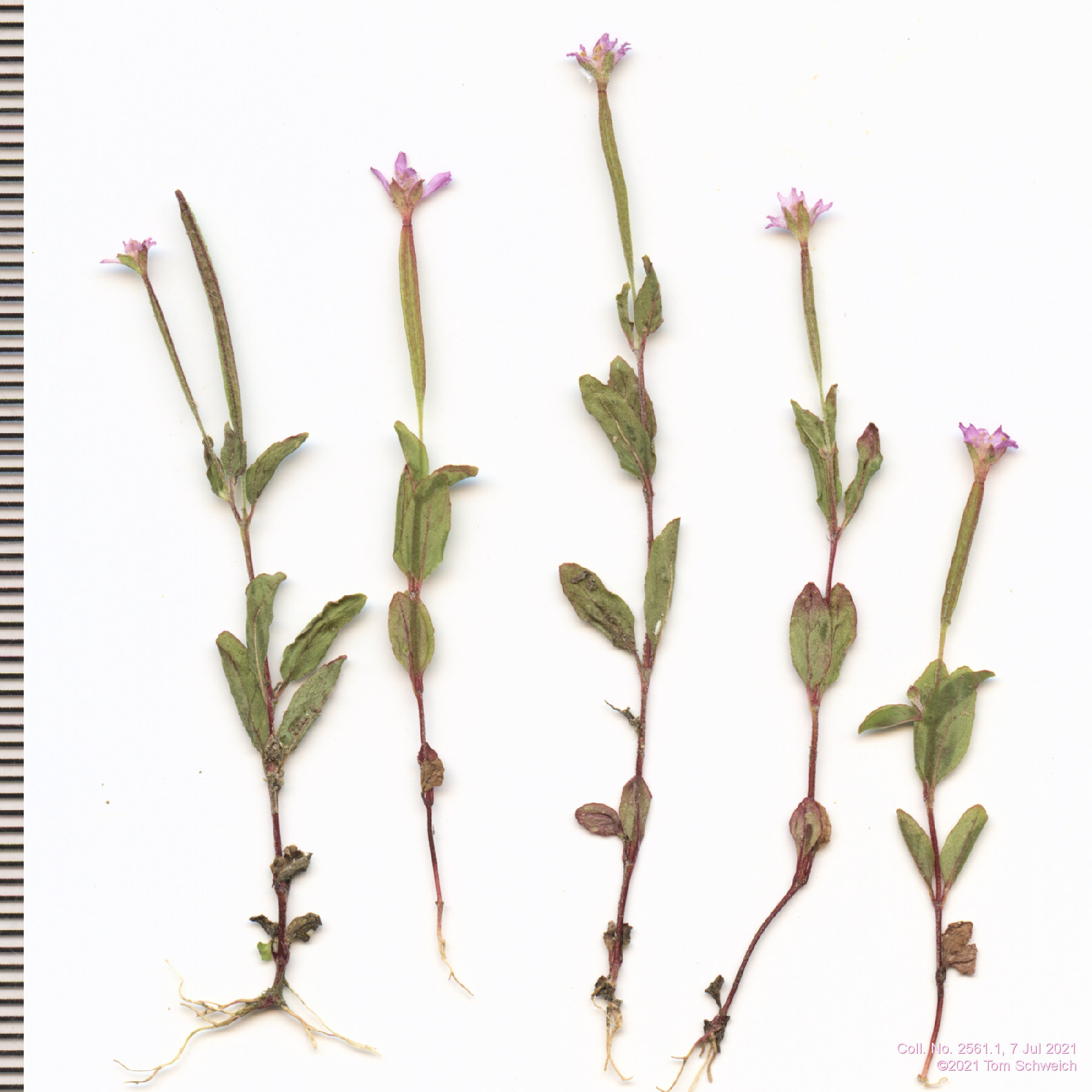 Onagraceae Epilobium