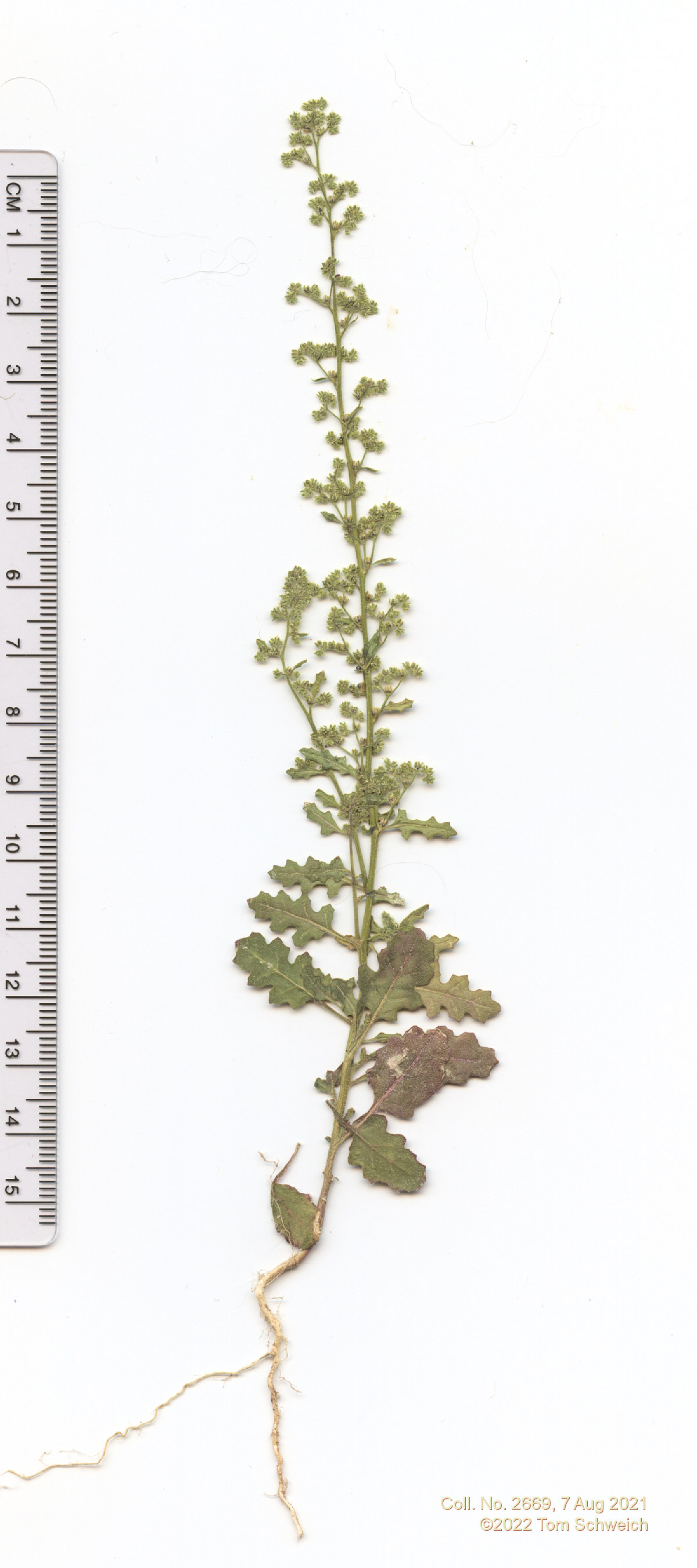 Chenopodiaceae Dysphania botrys