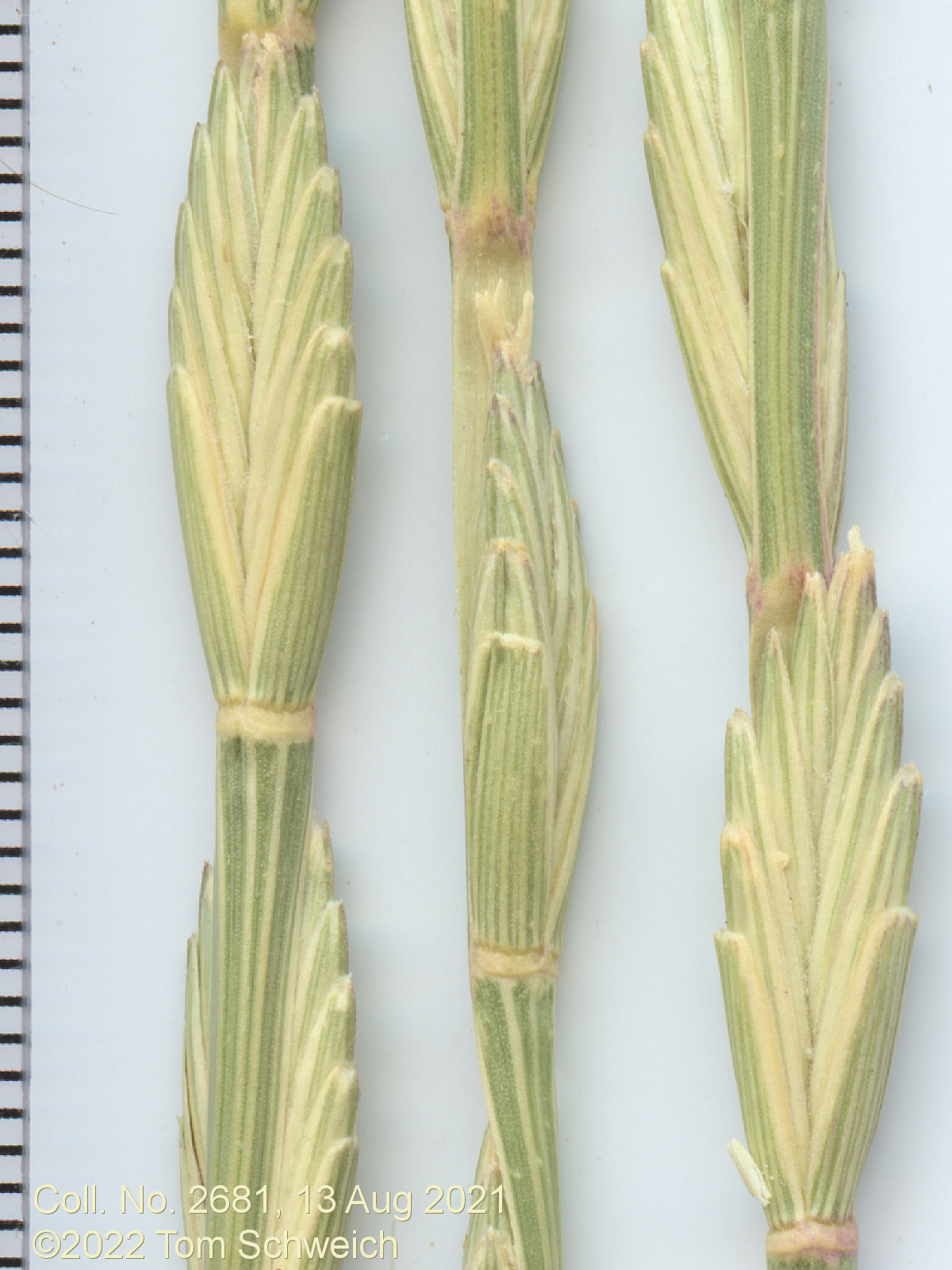 Poaceae Thinopyrum ponticum