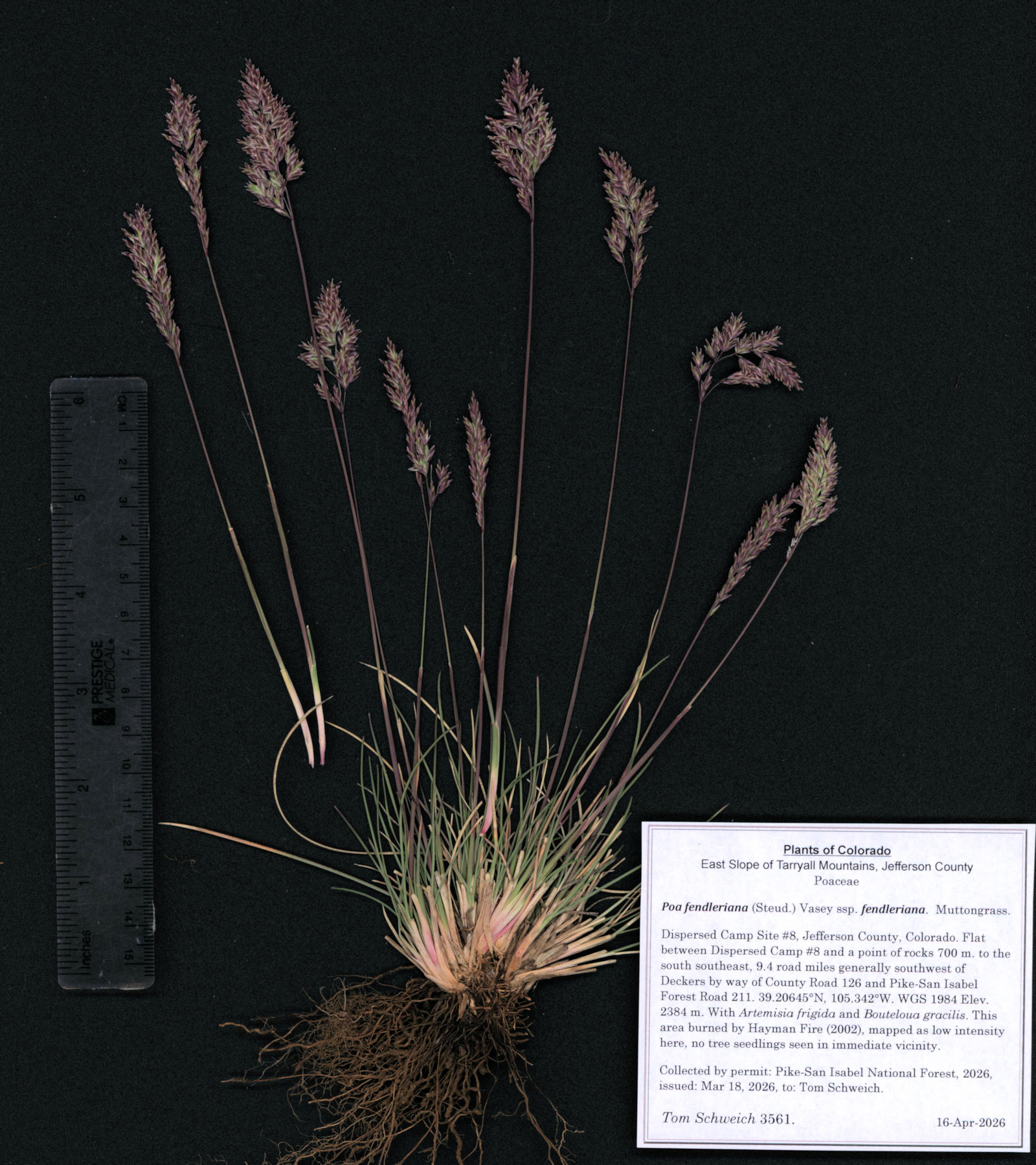 Poaceae, Poa fendleriana fendleriana
