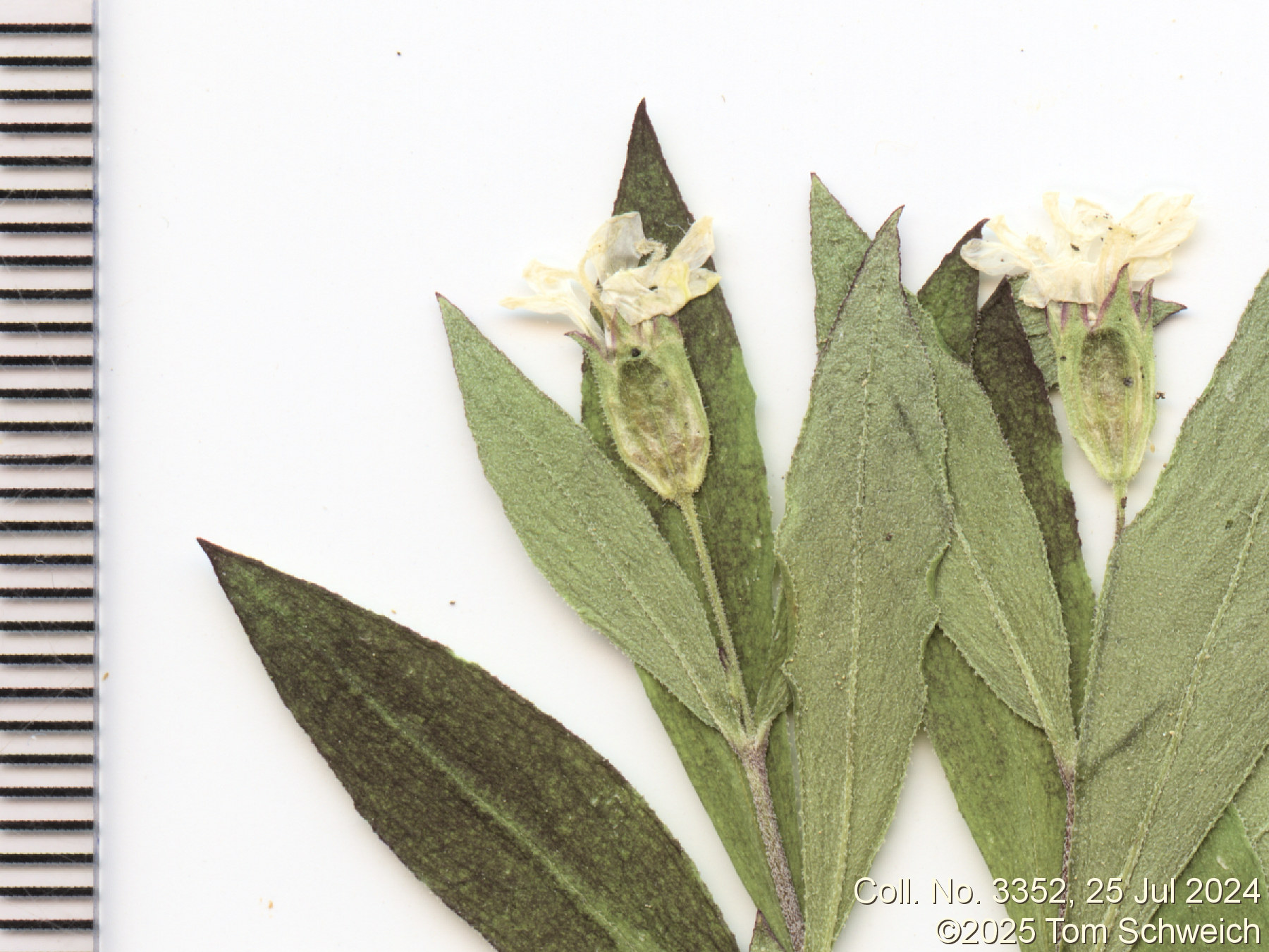 Caryophyllaceae Silene menziesii