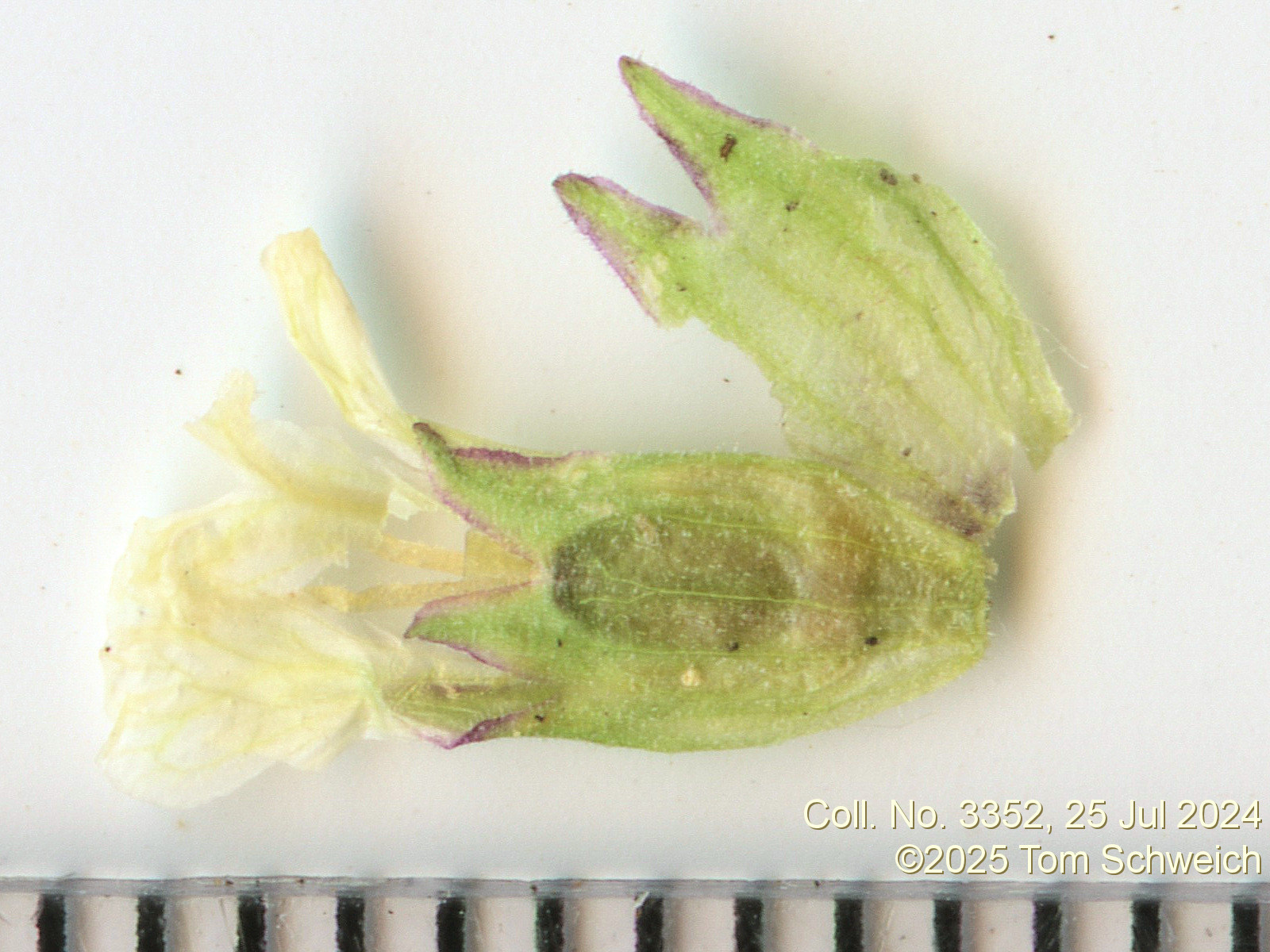 Caryophyllaceae Silene menziesii