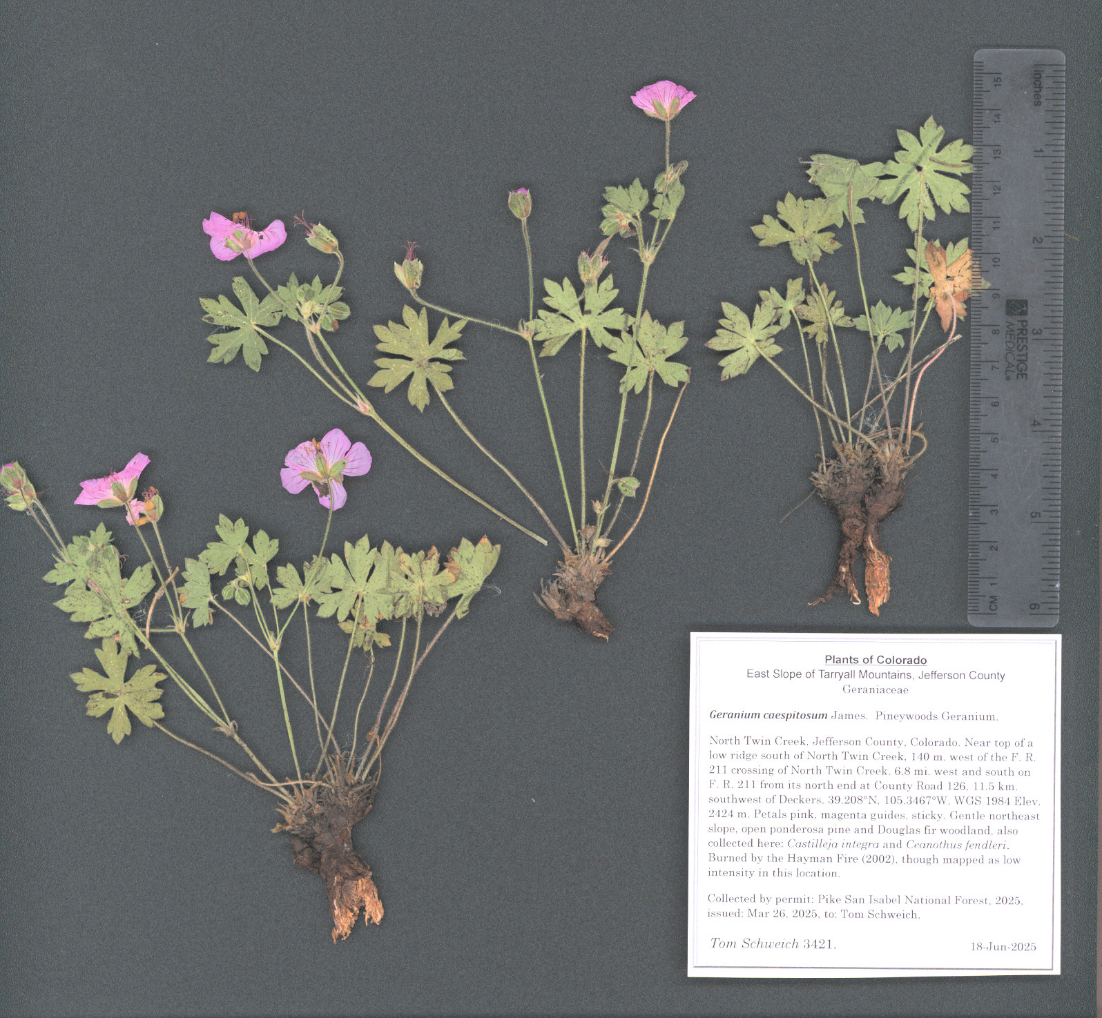 Geraniaceae, Geranium caespitosum