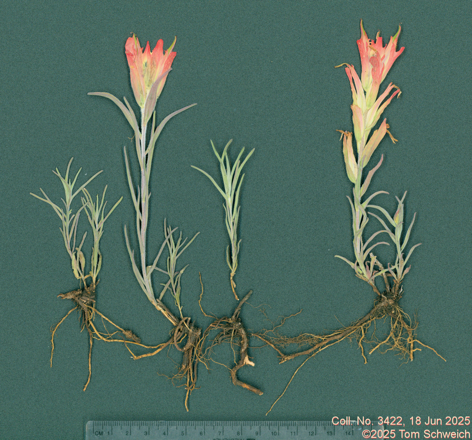Orobanchaceae, Castilleja integra