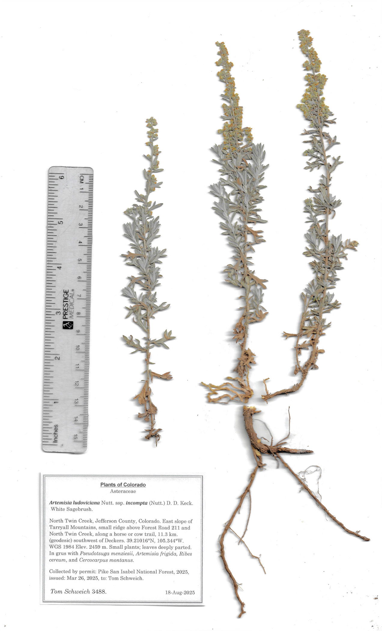 Asteraceae, Artemisia ludoviciana incompta