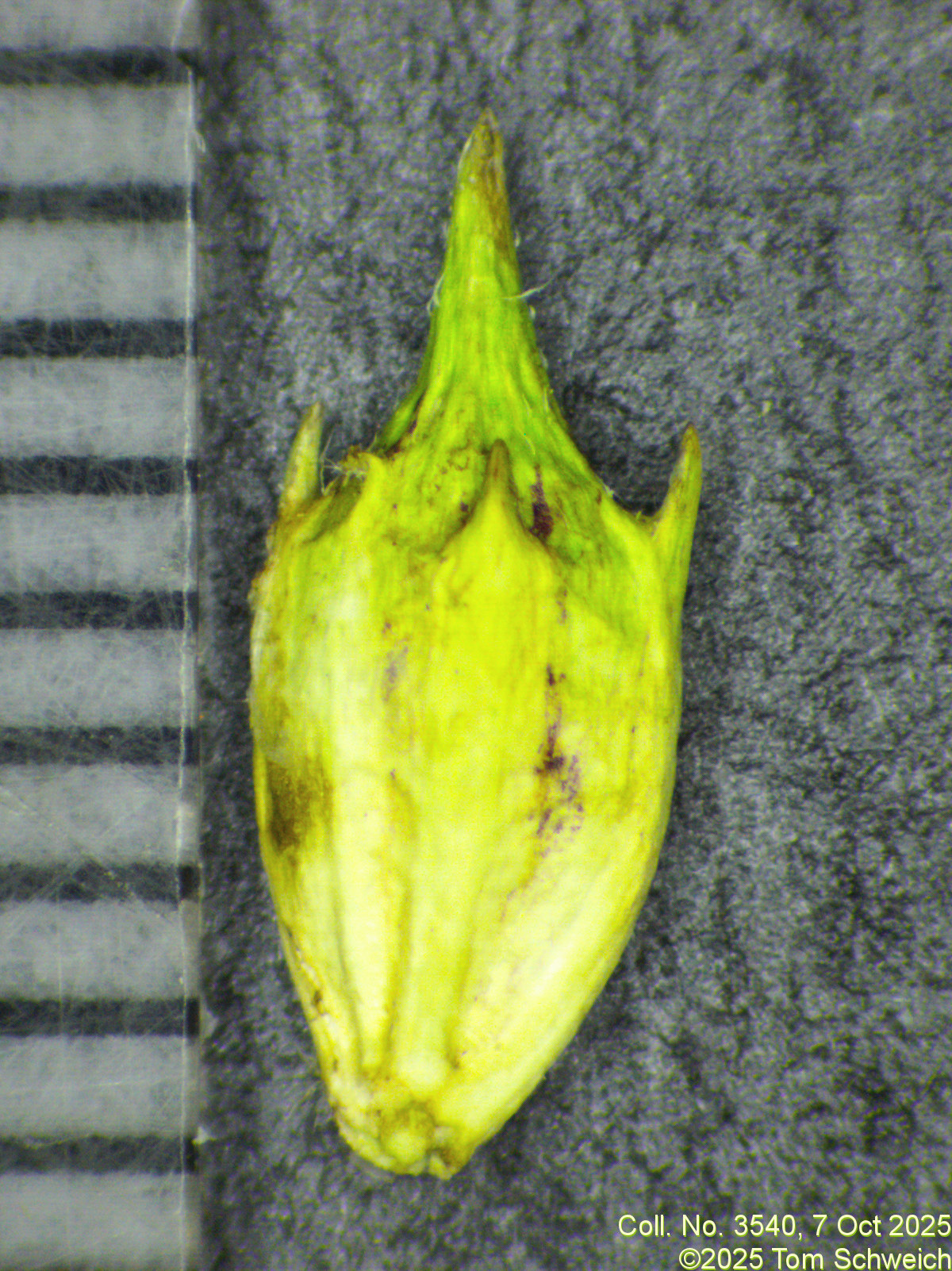 Asteraceae, Ambrosia trifida