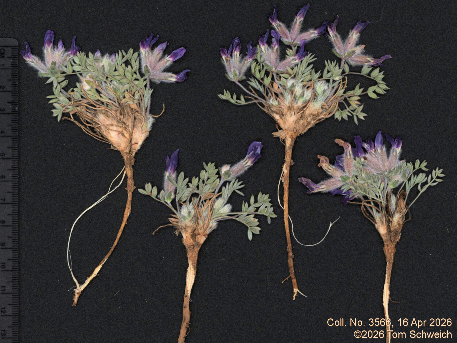 Fabaceae, Oxytropis multiceps
