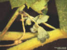 Full Size Image