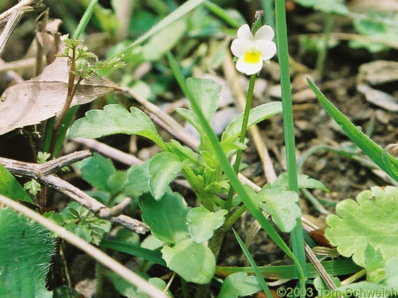 Viola (?) along trail in Barranco del Poqueira