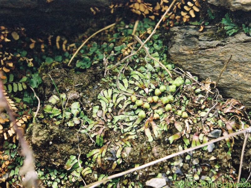 Fern in Barranco del Poqueiro