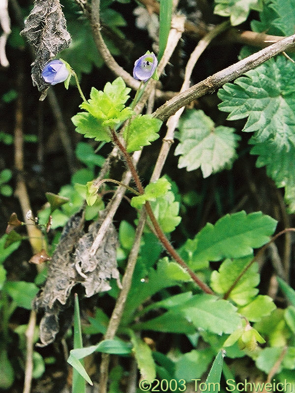 Campanulaceae (?) in Barranco del Poqueira