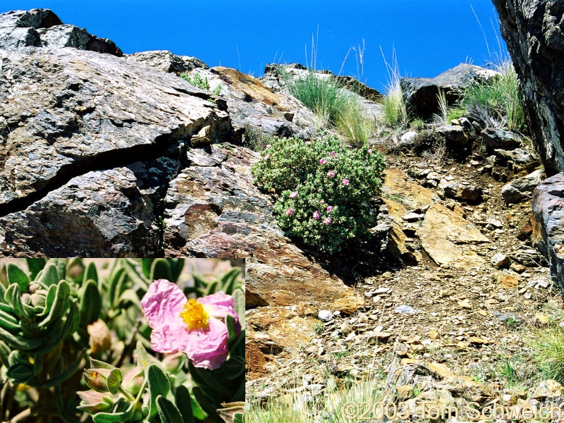 <I>Cistus albidus</I> on Loma de las Palominicas