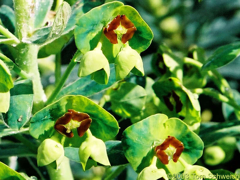 Spurge(?) along trail in Barranco del Poqueira