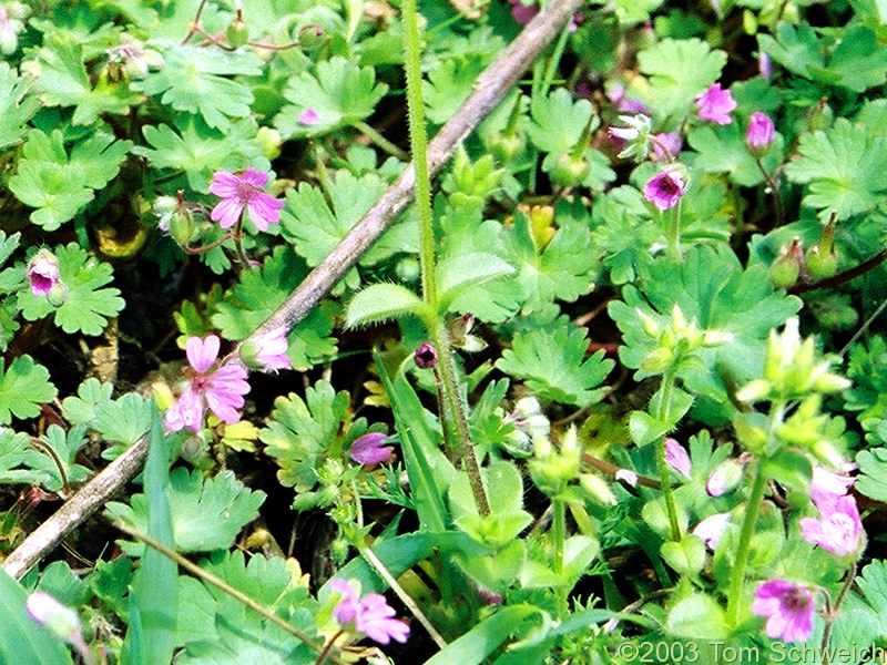 Cranesbill (<I>Erodium</I> sp.) in Barranco del Poqueira.