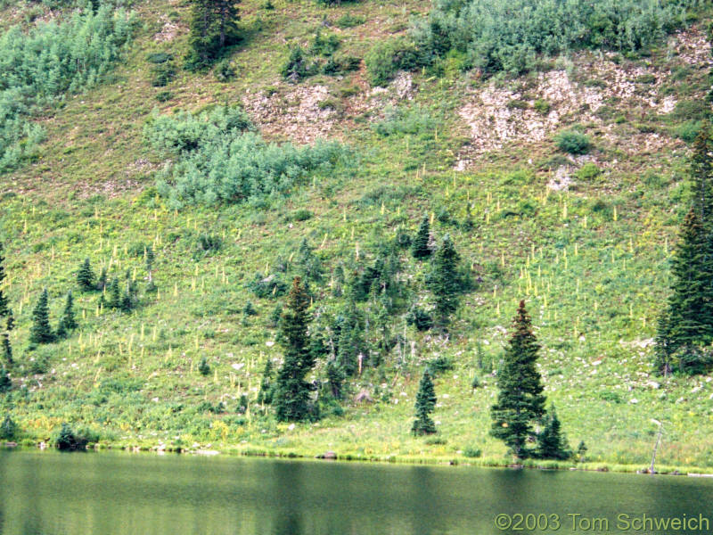 Many <I>Frasera speciosa</I> at Dollar Lake.