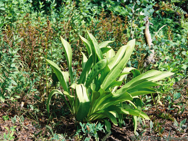 Rosette of <I>Frasera speciosa</I> at Dollar Lake, CO.