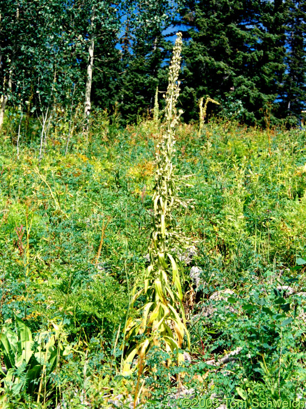 <I>Frasera speciosa</I> that has finished blooming.